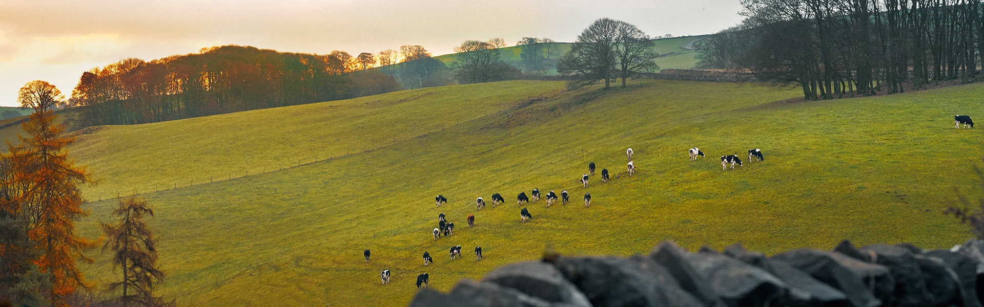 Cows grazing