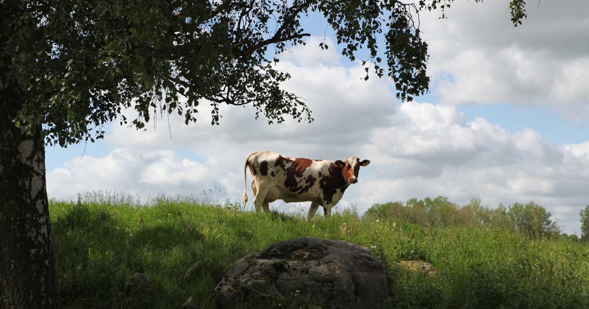 North America | Arla US